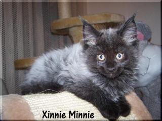 Zauberhafte Maine Coon Lady in Black