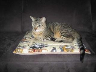 Notfall Jamie Tigerkater wird gemoppt
