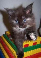 Maine Coon Baby