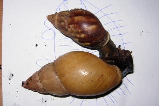 Achatschnecken Achatina Fulica/rodazii-Mischlinge