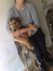 Airedaleterrier sucht,
