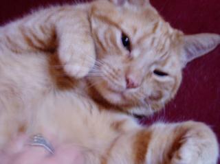 Getigerter Kater vermisst