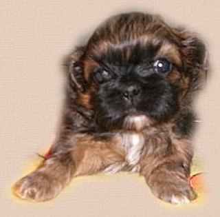 Shih tzu püppchen