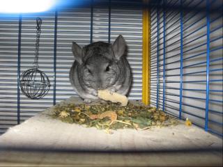 Chinchilla