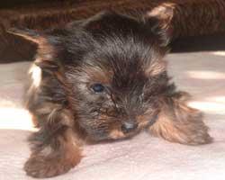 Yorkshire Terrier Welpen - Yorkies nur in gute Hände