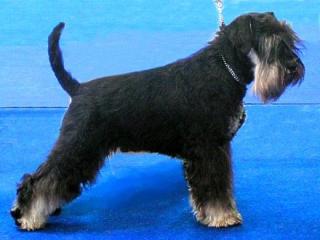Zwergschnauzer schwarz silber-Welpen