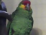 Suche Gelbwangenamazone Henne zu verhandenem Hahn
