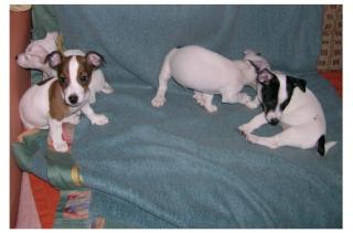 Jack- Russell- Mix - Welpen