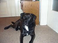 LABRADOR MISCHLING