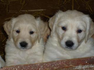 Wunderschöne Golden Retriever Welpen zu verkaufen