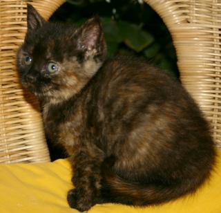 Bkh Katzenbabys Kartäuser