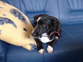 Gebe meine ca 1j alte Terrier-mix Hündin ab