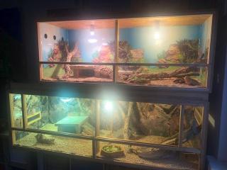 2 x Bartagame von privat abzugeben