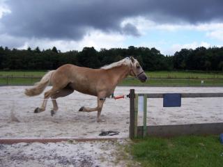RB Sportlicher Haflinger Wallach