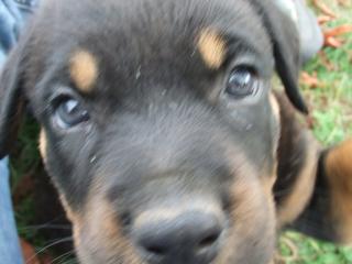 Rottweilerwelpen