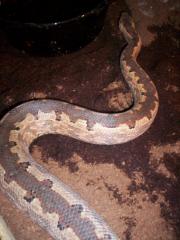 Candoia carinata paulsoni 2. 2