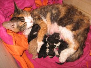 Devon Rex Rassekatzen ab Juli abzugeben
