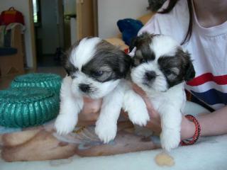 Shih-Tzu Welpen abzugeben