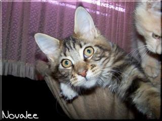 Maine Coon Zuckerpuppe abzugeben