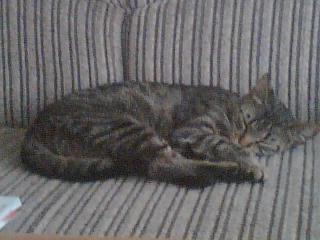 Verkaufe meine kleine katze c. a 10 monate