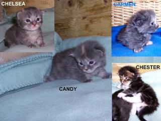 Maine Coon Kitten mit Papieren