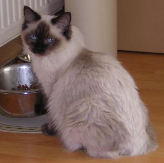 Ragdoll Katze 8 Monate