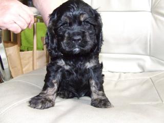 Amerikanische Cocker Spaniel, 5 Stück, geb. 22 Juli 2021