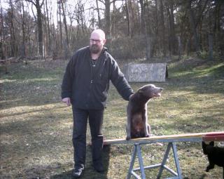 Australian kelpie ohne papiere