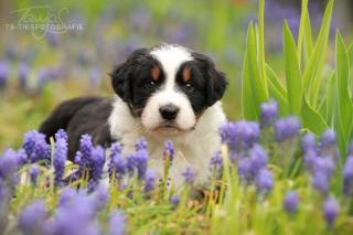 Australian Shepherd Welpen