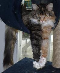 MANIE COON ZUCHTKATZEN UND KITTEN MIT PAPIEREN ABZUGEBEN