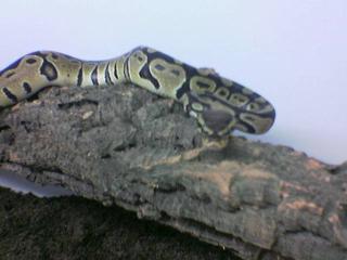 Schöne Königspyton Python Regius