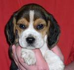 BEAGLE WELPEN