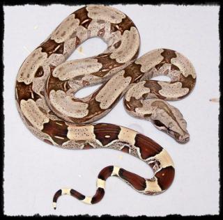Reinrassige Boas