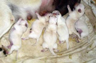 Labradorwelpen, beige, mit Ahnentafel