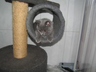 Kartäuser Katerchen