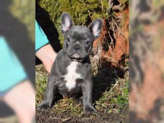 Französische Bulldogge Rüde Red / Fawn
