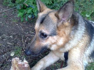 Schäferhund-Rüde Bax,