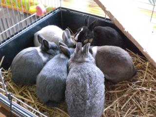 Zwergkaninchen Mini abzugeben