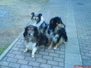 2 Colli-Rüden