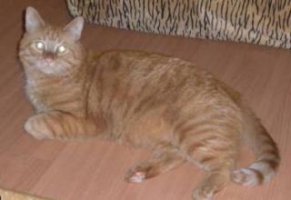 Gismo sucht ein neues zuhause