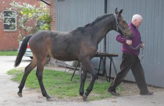 STAKKATO x FOR PLEASURE x GRAF TOP GENIALER SPRING-NACHWUCHS CRACK