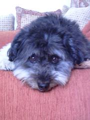 Pudel-/Tibetterrier-Mix