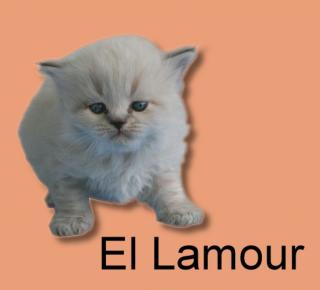Britisch Langhaar Kater