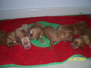 Englische Cocker Spaniel Welpen