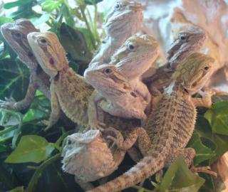 Bartagamenbabys 10-13 Wochen