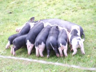 Mini-Hängebauch-Schweine zu verkaufen