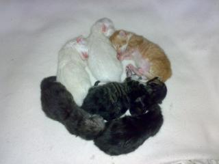 5 süße 5 Wochen alte BKH Persermix Kitten suchen .