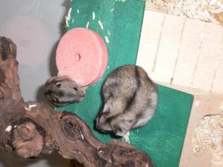 2 schnuckelsüße Dschungarenbabys abzugeben