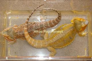 Farbbartagamen NZ 2021 Pogona Vitticeps abzugeben.