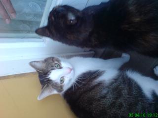 Männlich und Weibliche Katze abzugeben